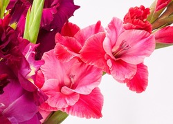 Normal_gladiolus-402555_960_720