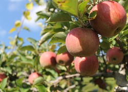 Normal_apples-1214797_960_720