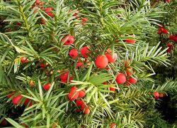 Normal_taxus_3