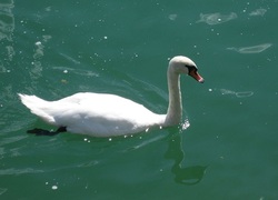 Normal_zwaan_vogel_dieren