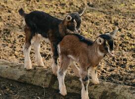 Normal_dagbestedingsorganisatie_neemt_failliete_speelboerderij_over